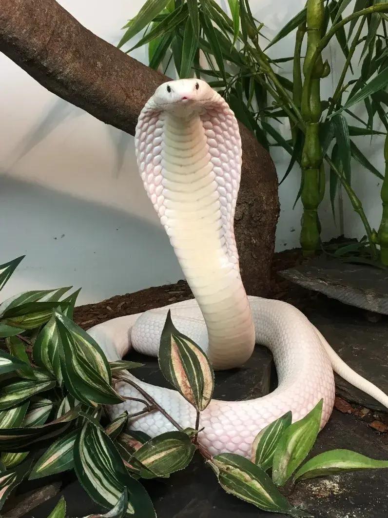 「原来欧洲有这么多种蛇？！」偷师卡塞尔的豢龙大师·下