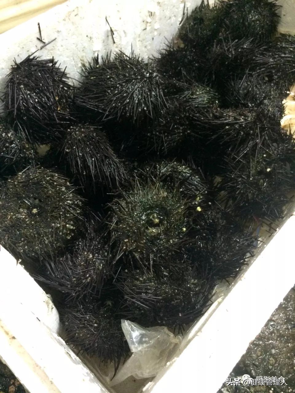 海鲜贝类品种大全及名字,22种海鲜贝类做法大全