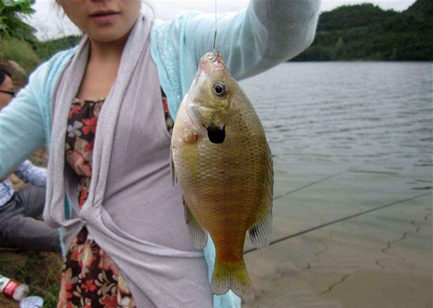 严禁放生或丢弃怎么无害化处理,外来物种入侵广东钓友最讨厌的鱼