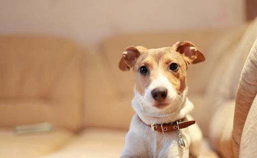 狗狗寿命最短排行榜,寿命比较长的狗狗有哪些