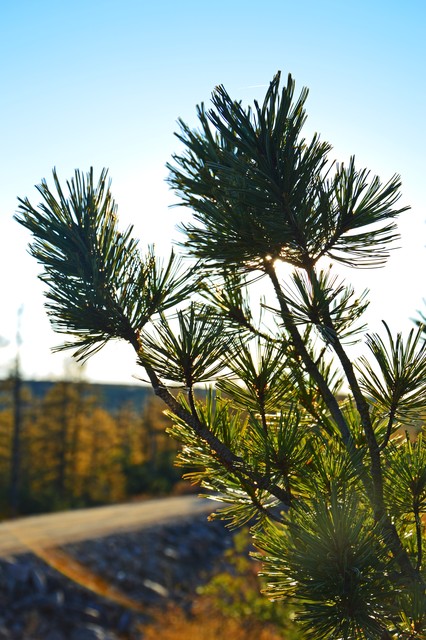 马尾松毛虫,马尾松树图片