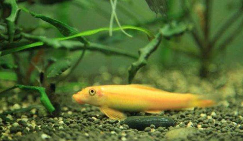 鱼缸在太阳下晒几天会爆藻,鱼缸爆绿藻去哪里买藻种