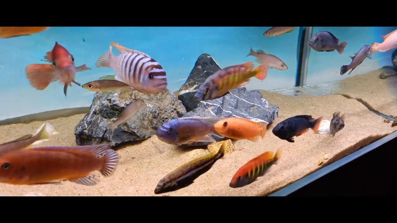 三湖慈鲷喂什么牌子的饲料最好,三湖慈鲷鱼粮怎么选