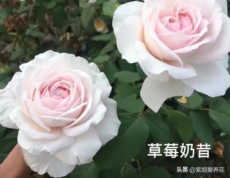 推荐一款漂亮的月季花,推荐好的月季品种