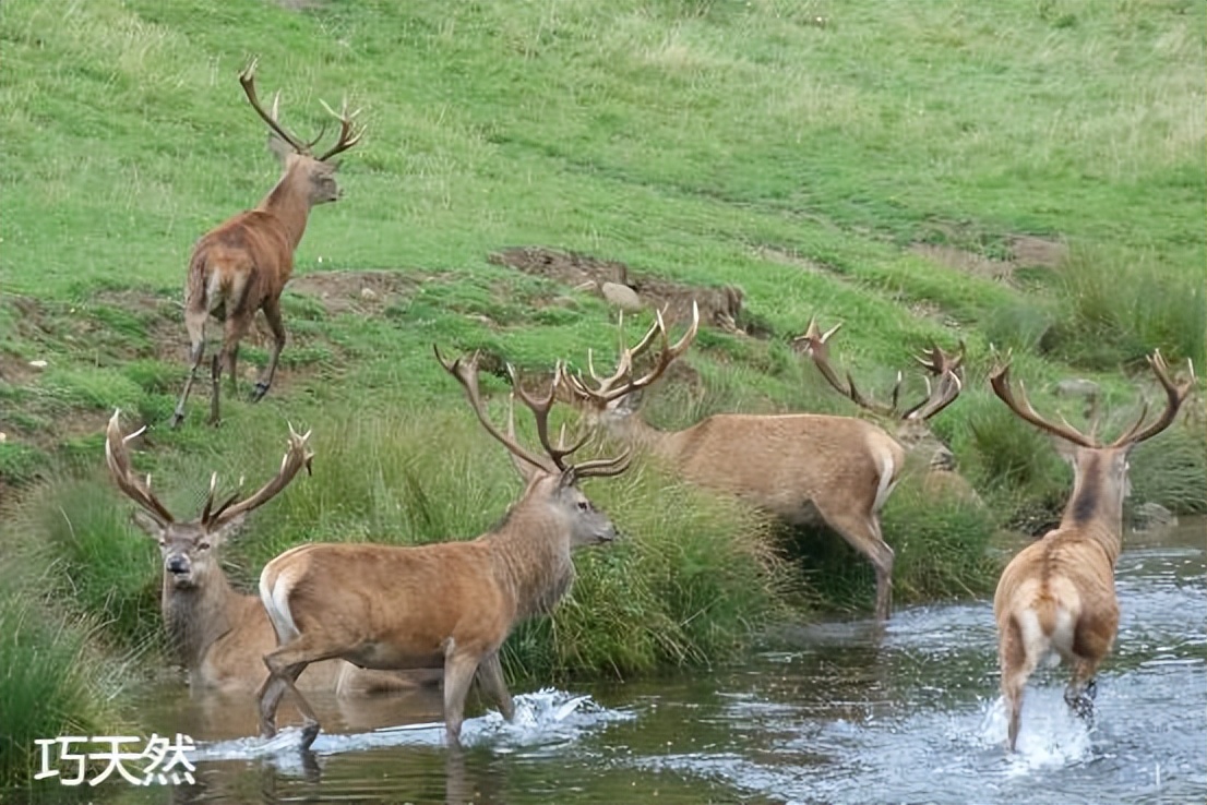 新西兰鹿茸优缺点,新西兰鹿茸便宜