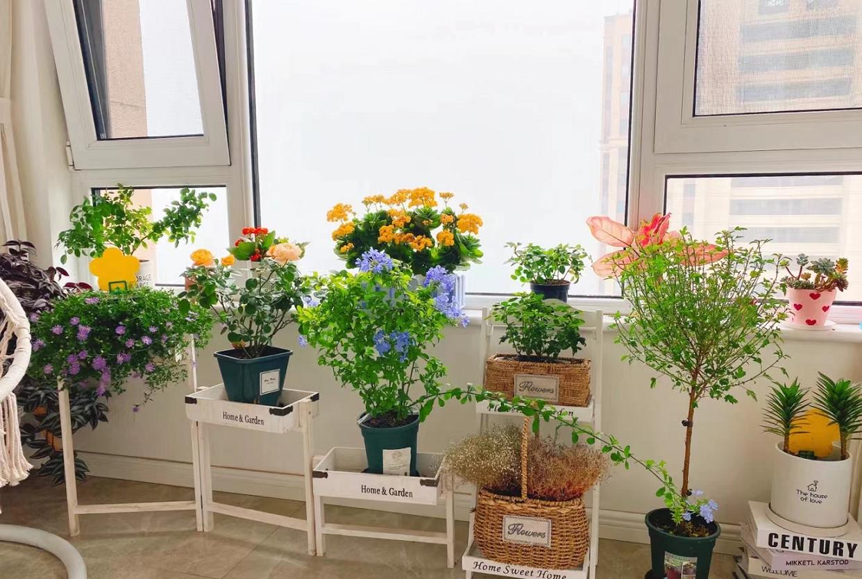 发现深圳一女孩，家里被鲜花和绿植包围，温柔又浪漫，太治愈