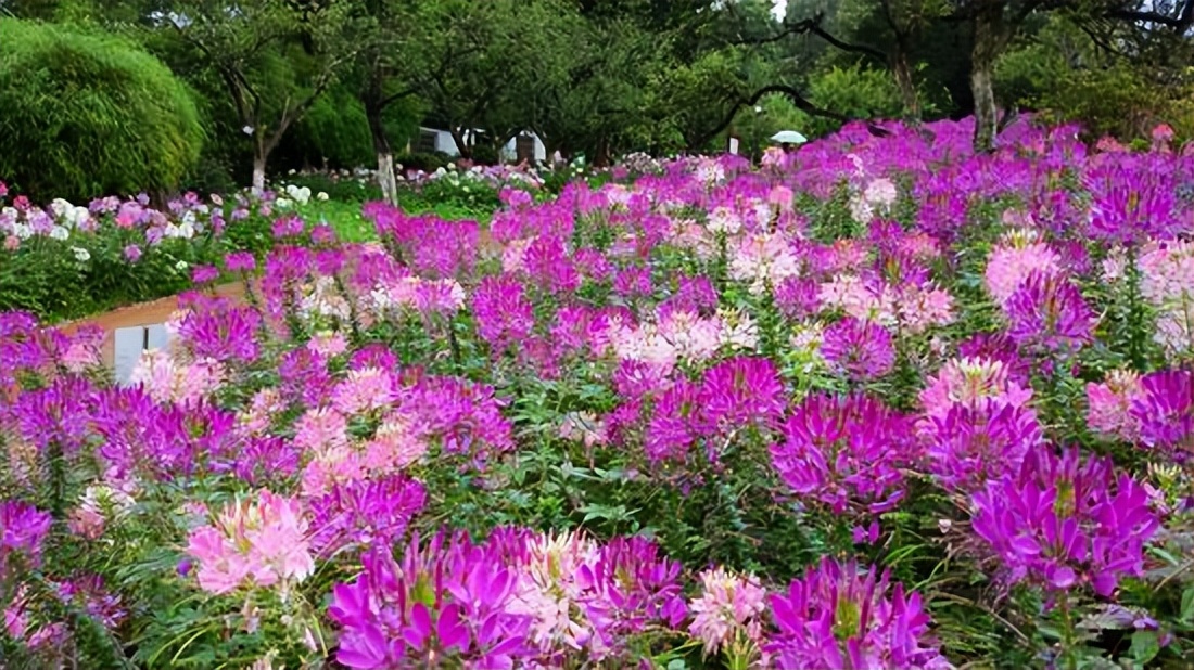 常觅春归不知处花田此地得逢君：栖云田园小镇·花间集