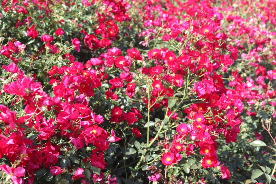 全国四大月季基地,上千亩种植基地