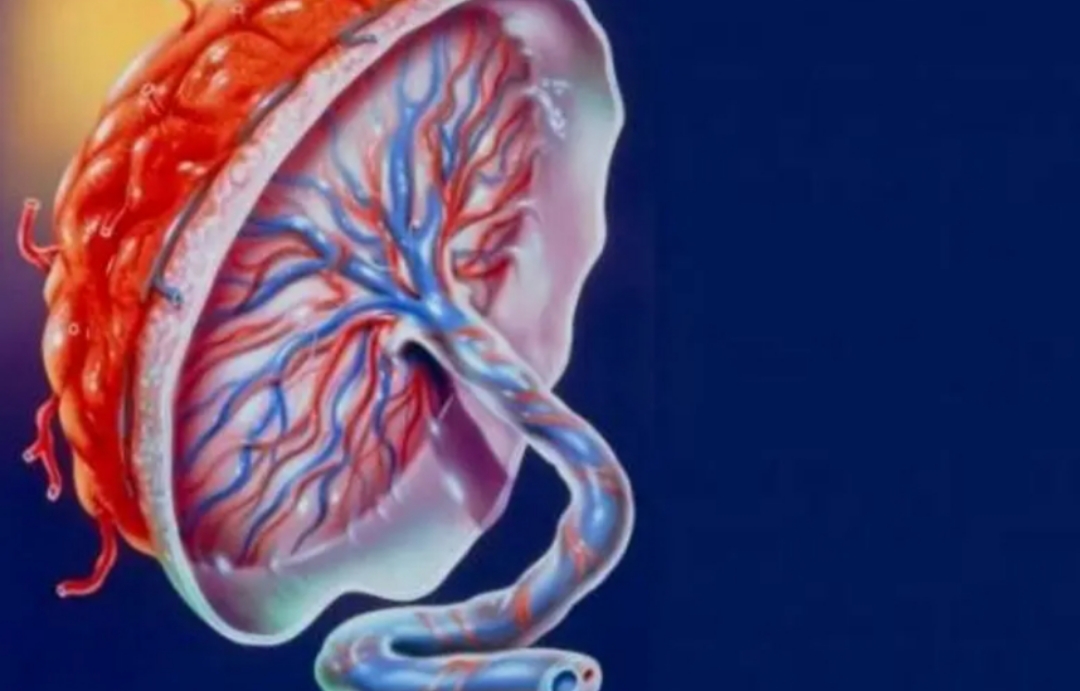 人体胎盘有何用,人类胎盘能吃吗有什么作用