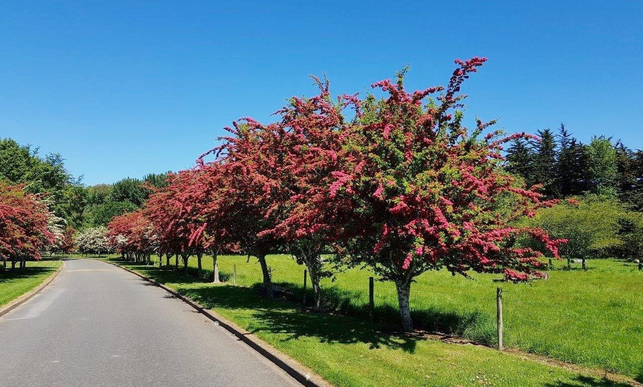 英国新品种：观花、赏果之王——英格兰山楂