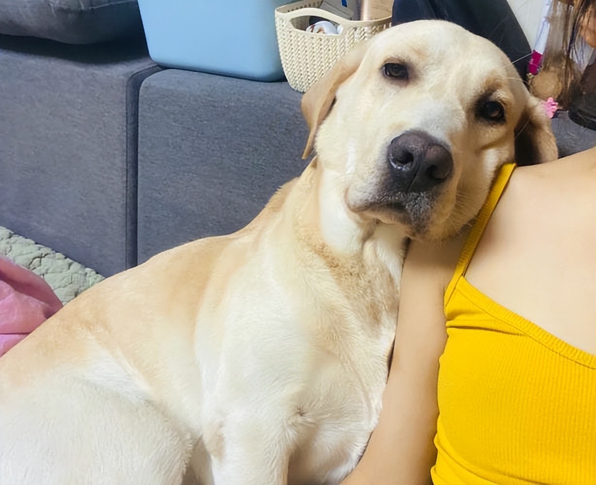 粘人的比熊小奶狗品种名字,十大最省心狗排名比熊