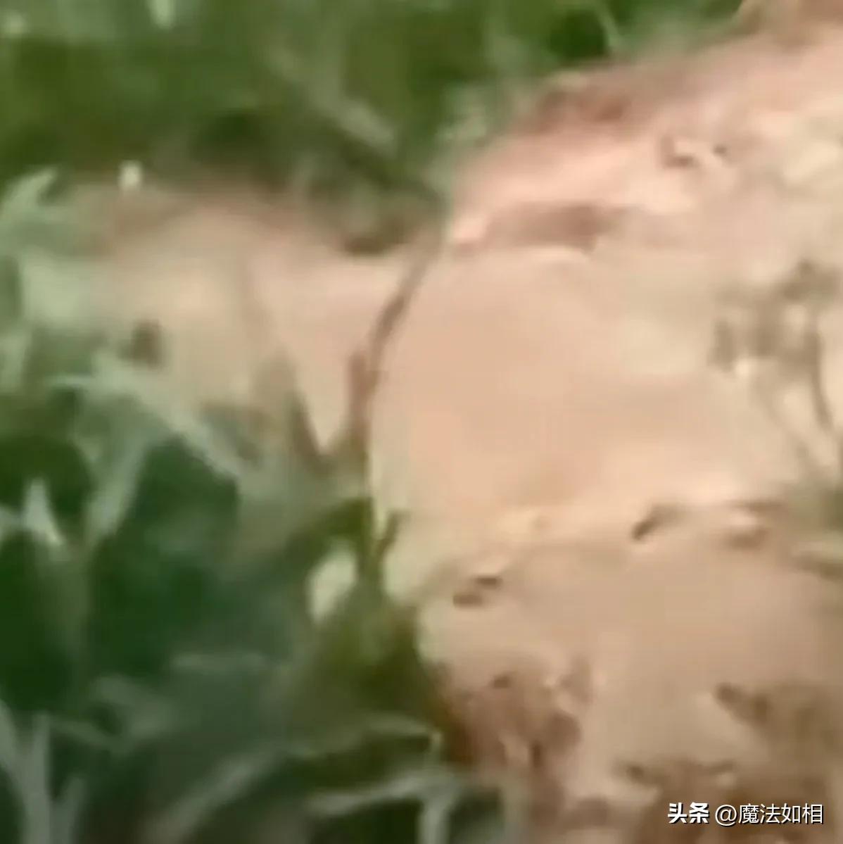 献县，勇于献县，献县不愧为献县