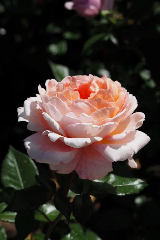 公爵夫人路易斯（GrandeDuchesseLouise），辛辣香水SpicyParfuma