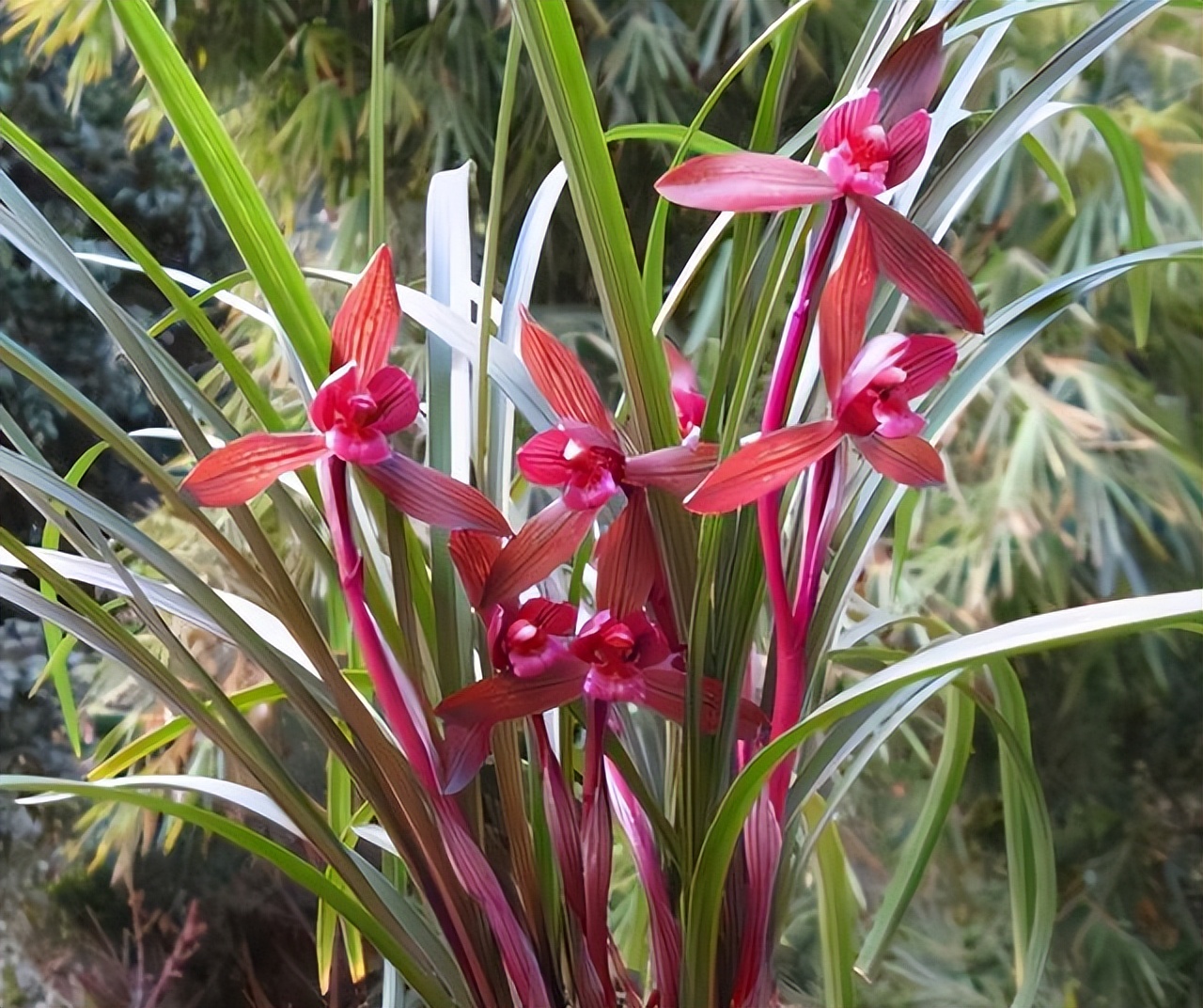 最香名贵十种兰花,老花匠都爱养的2款名贵兰花