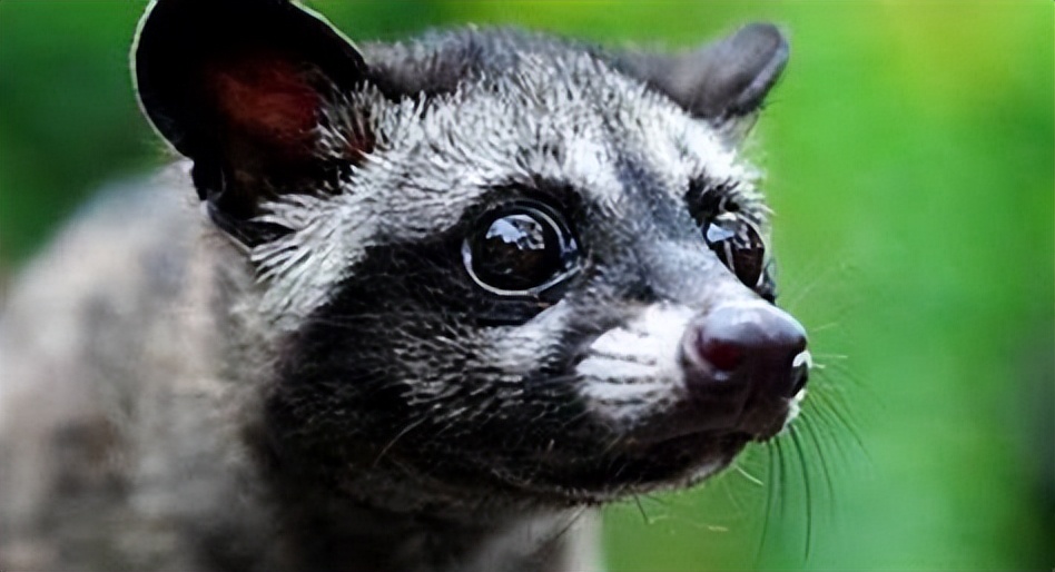 世界上最快的动物排行榜：阿猫阿狗都敌不过它们！