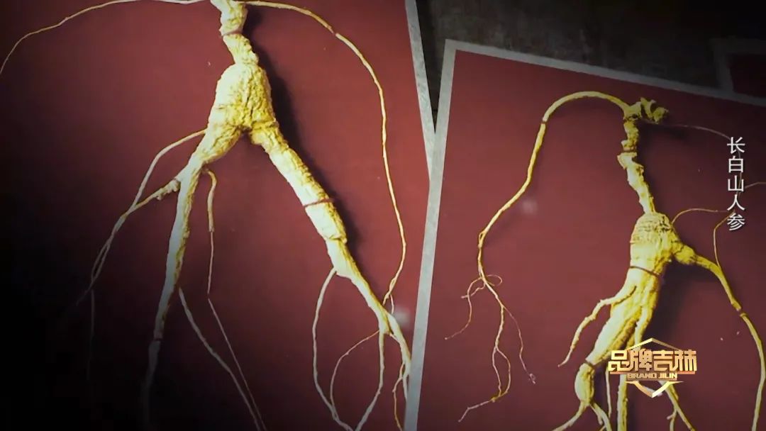 吉林长白山人参东北特产新鲜人参,官方旗舰店正宗长白山人参