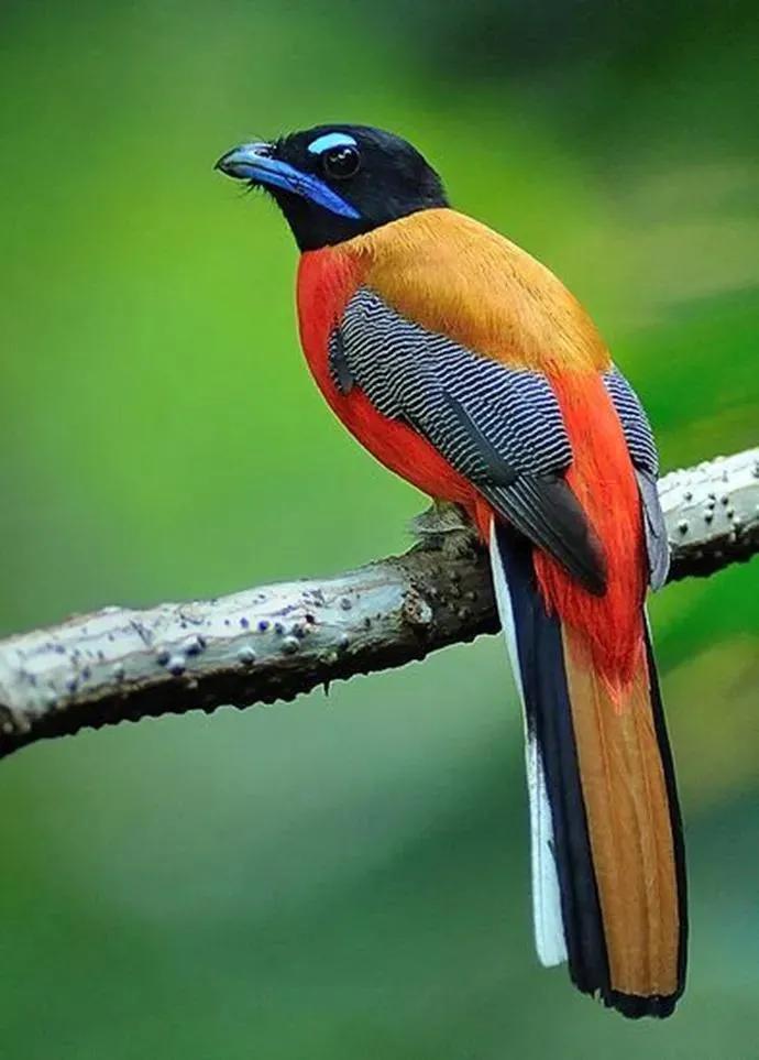 最美罕见的小鸟,全世界最罕见的小鸟