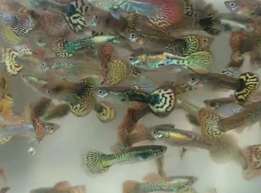 有一种鱼叫孔雀鱼,与孔雀鱼相似的鱼