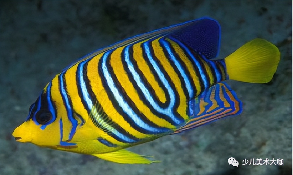 深海鱼群创意美术粘贴画,深海里的鱼群美术教案