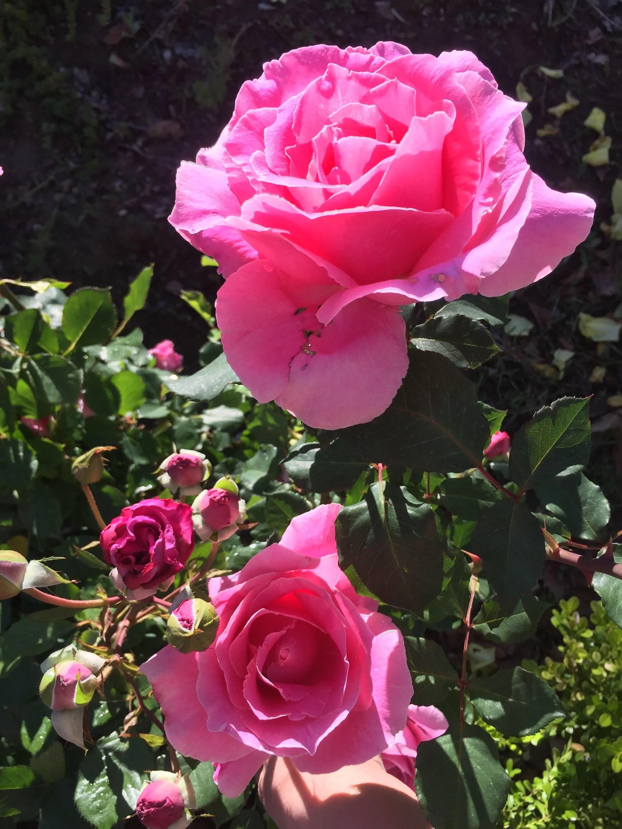 白玫瑰和红玫瑰的区别,红玫瑰与白玫瑰黄玫瑰