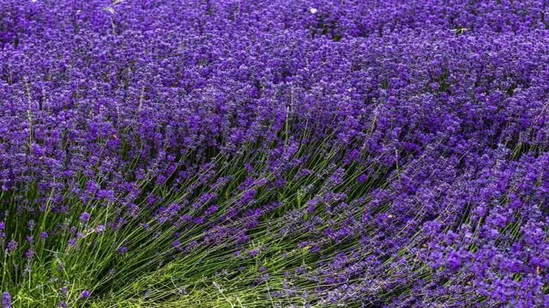伊犁河谷薰衣草基地,伊犁河谷薰衣草自然条件