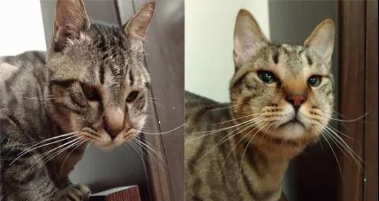 当猫猫被蜜蜂蛰了一下后,当蜜蜂蛰到狗头