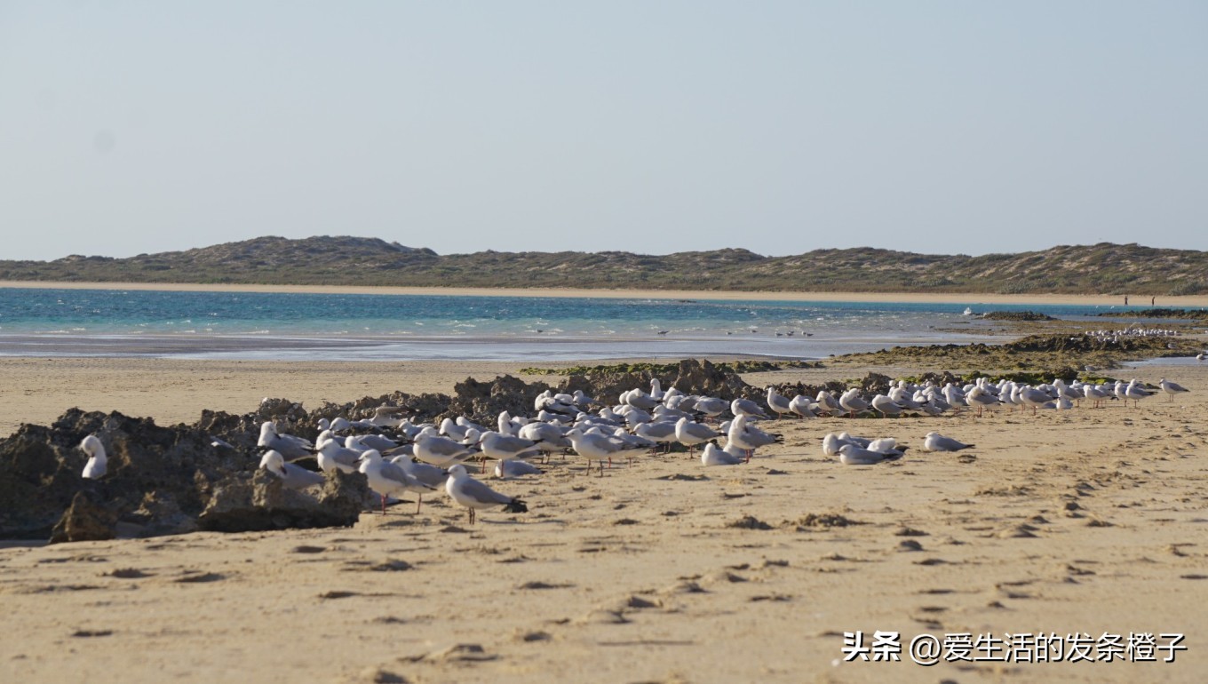 一路向北全程1980公里,西澳自驾游最佳路线图