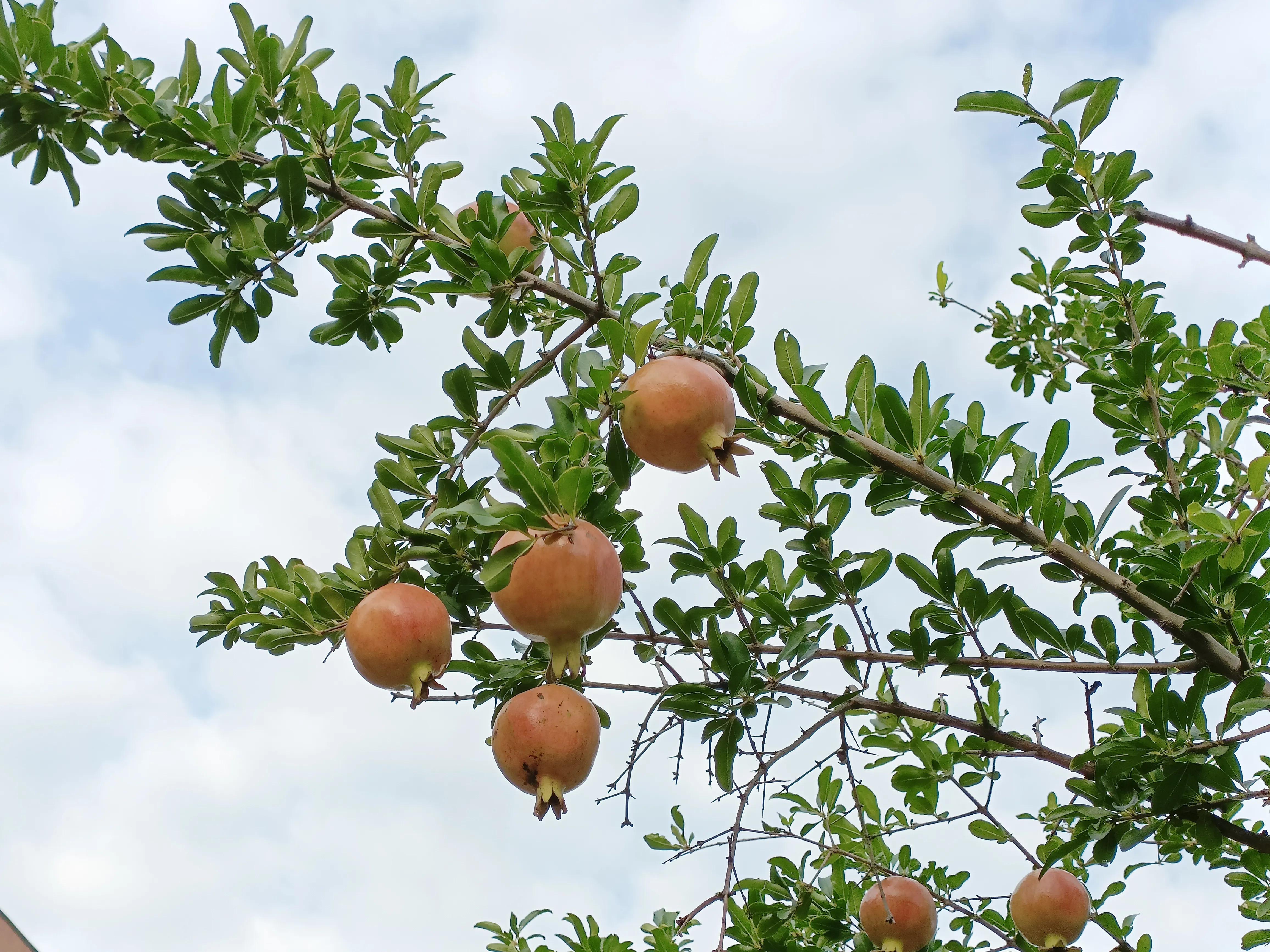 石榴满枝头的古诗词,石榴满枝头