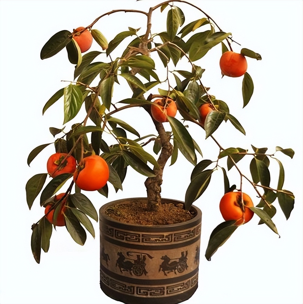 门前院子里种树有什么讲究,门前种树有什么风水禁忌呢