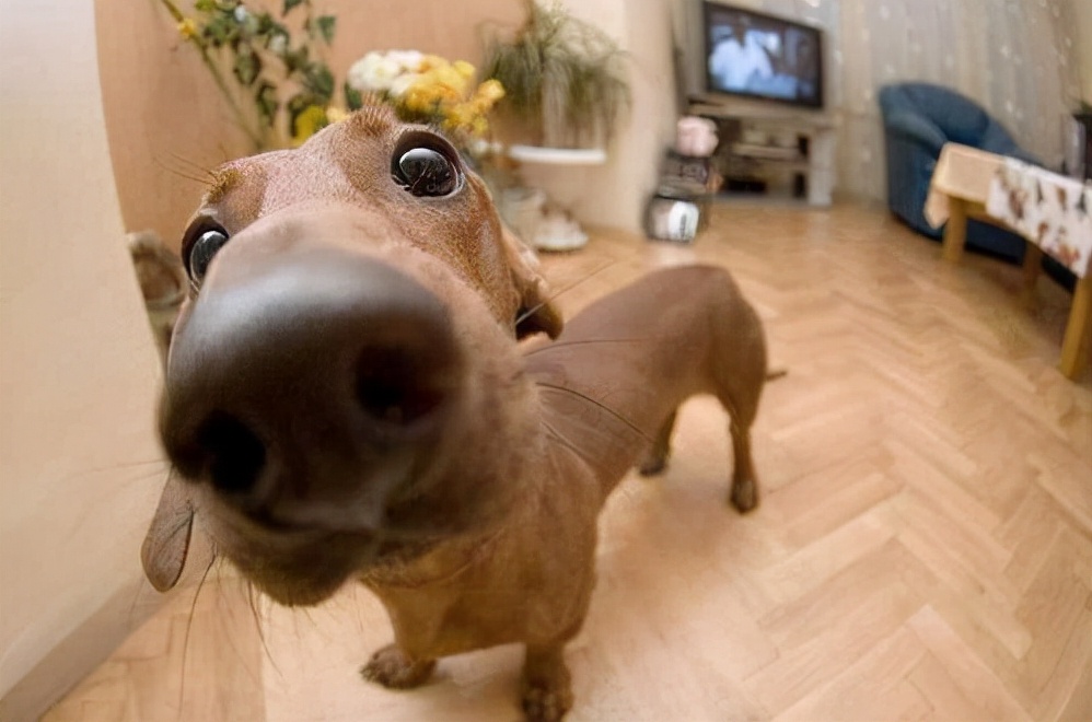 两只狗交配时，为什么不能上前打扰？