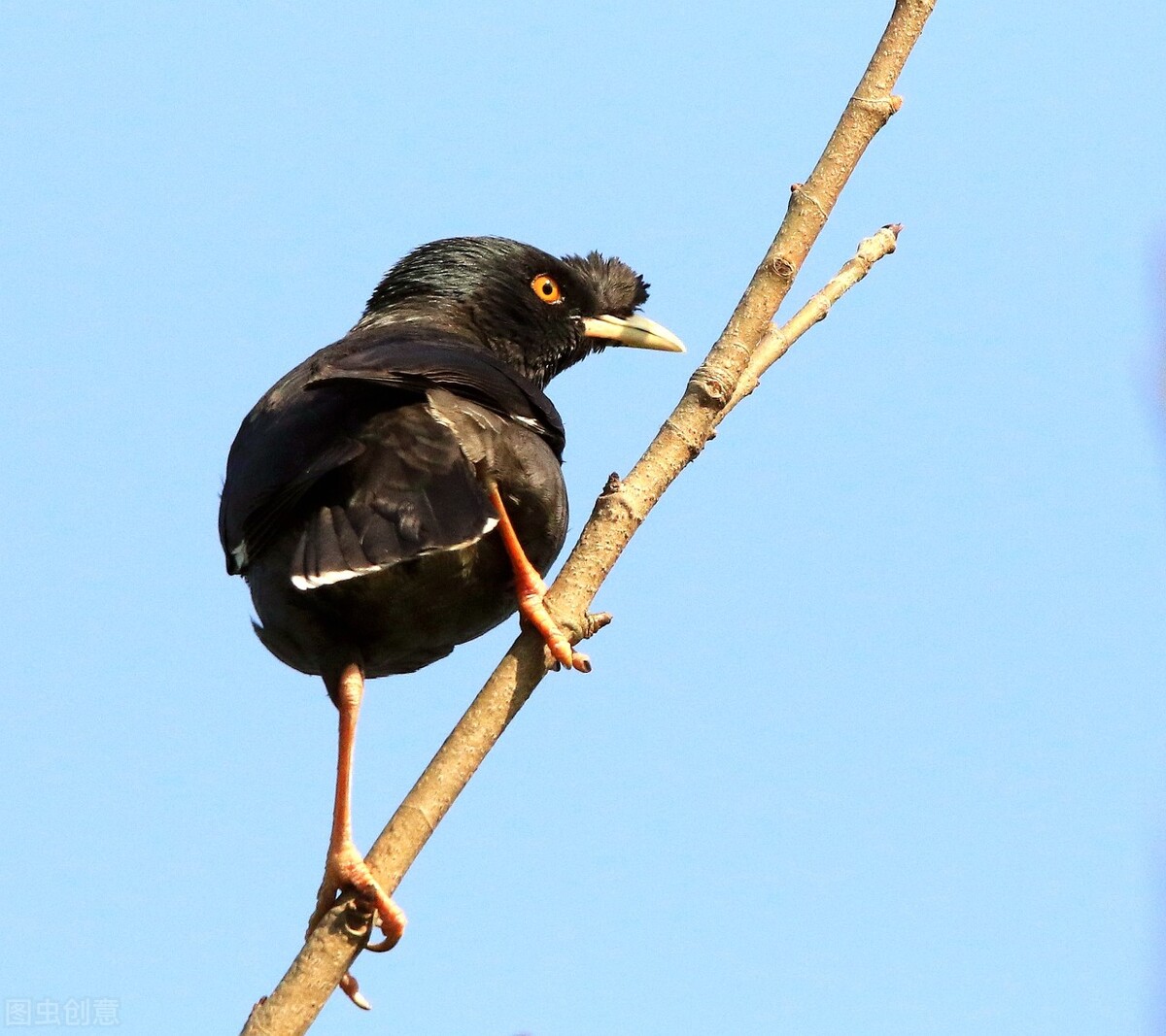 新手养八哥需要注意什么,从零开始养八哥教程
