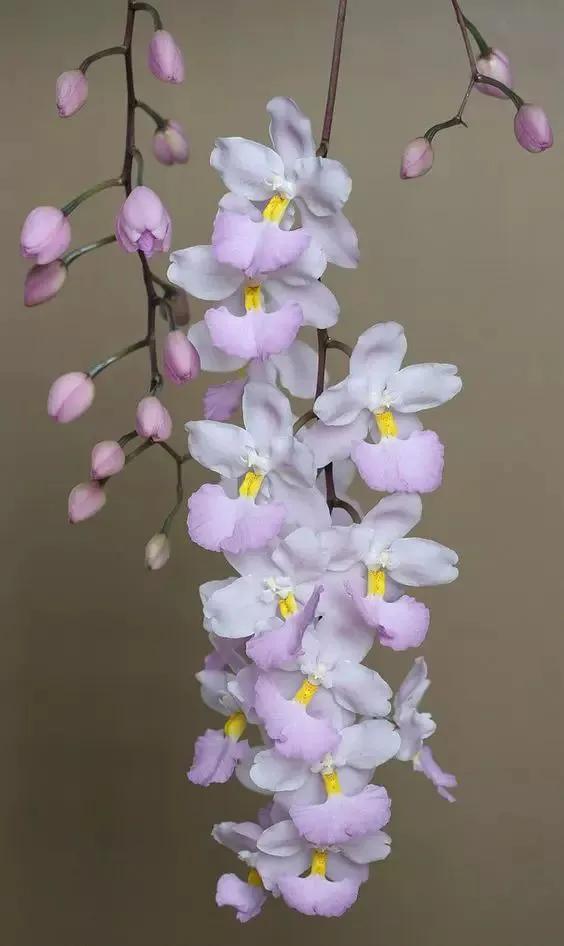 矮种兰花图片欣赏,写意兰花作品欣赏