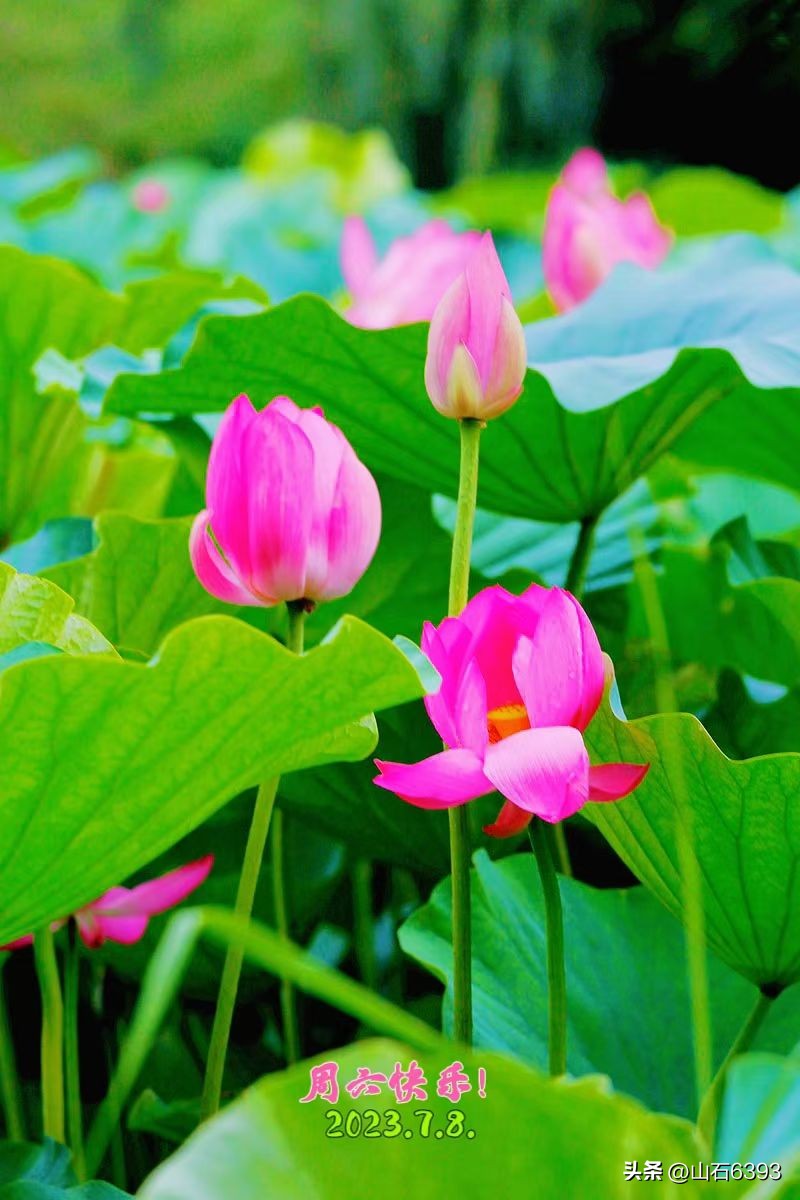 陈民“永远的78师”74：瞎参谋乱干事胡助理～司政后机关的精英们