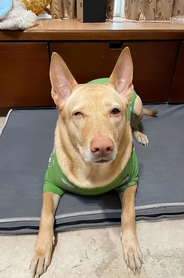 狗狗眼睛不舒服一直眯着,狗狗眯着眼睛怎么回事