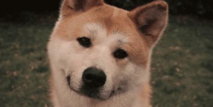 养秋田犬的十大痛苦,亲身经历养秋田犬