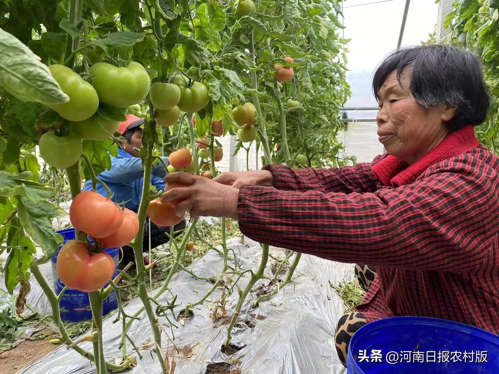 乡村振兴种蔬菜,乡村振兴大棚种植