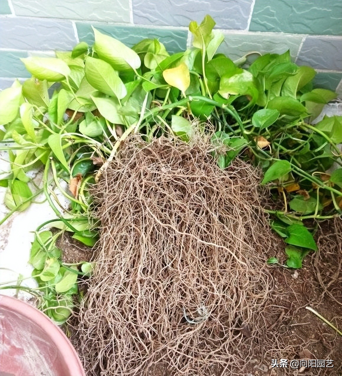 淘米的水能浇绿萝吗,淘米的水可以浇绿萝吗