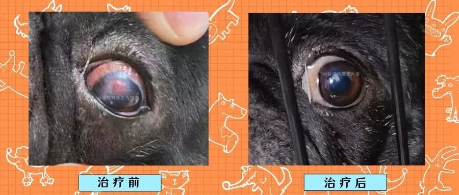 狗狗眼睛外伤充血水肿,狗狗眼睛增生喝药治疗