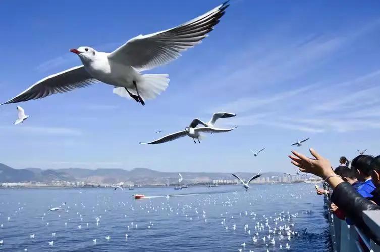 春节旅游最佳去处云南旅游攻略,春节云南旅游必去的景点推荐