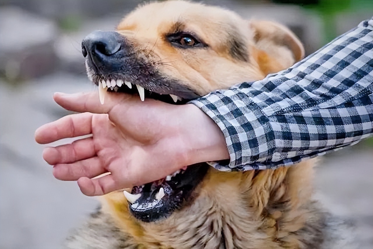 养的狗狗咬人算不算正当防卫,要你狗命原声