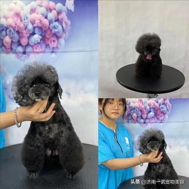 考宠物美容师证需要哪些条件呢,宠物美容师资格证哪个含金量高