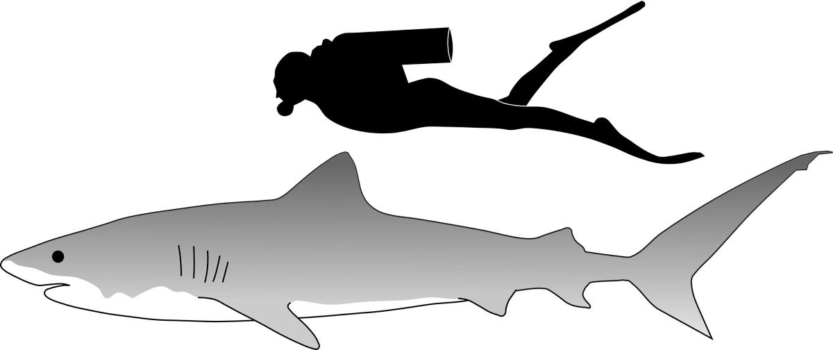 澳大利亚海里面的虎鲨有多恐怖,虎鲨有多可怕