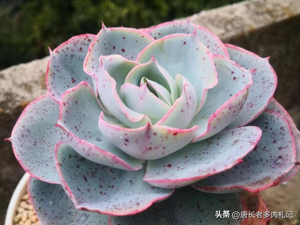 多肉达芬奇密码群生老桩,多肉达芬奇密码好养吗