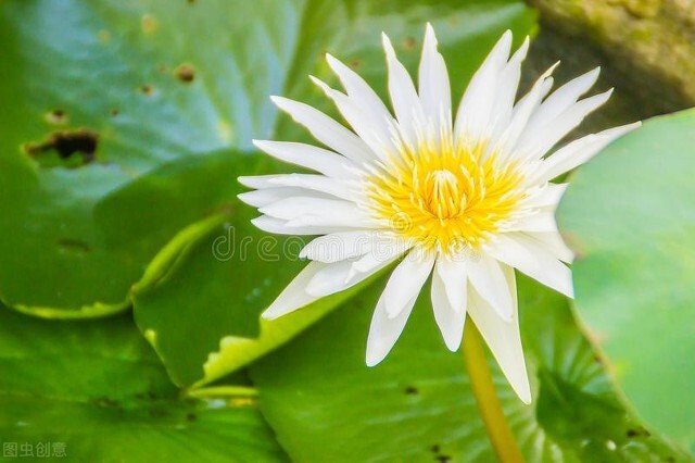 有一种花粉，落入井中，凡饮此井水者，家中诞女皆俊美