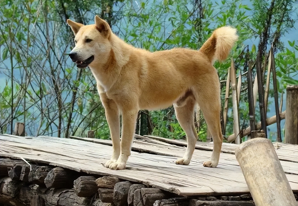 狗一般活多久狗都会死在哪里,全部狗狗的寿命排名