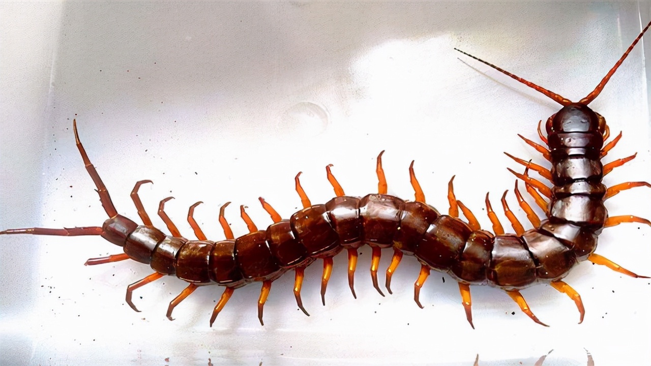 蜈蚣和公鸡谁最强,公鸡为什么能打败蜈蚣