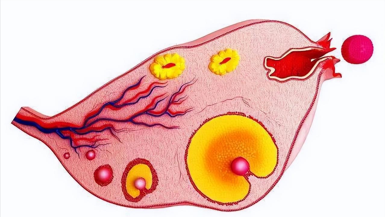 排卵期同房，怀孕概率会增加？备孕的注意事项，你都了解清楚了吗