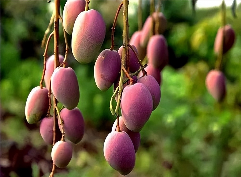 了不起的中国农业梅州金柚,了不起的中国农业