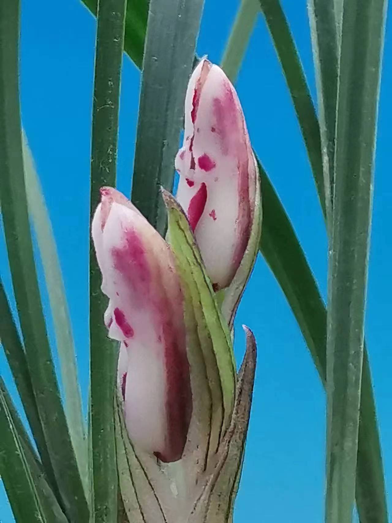 欣赏牡丹花开视频,牡丹各品种的花芽