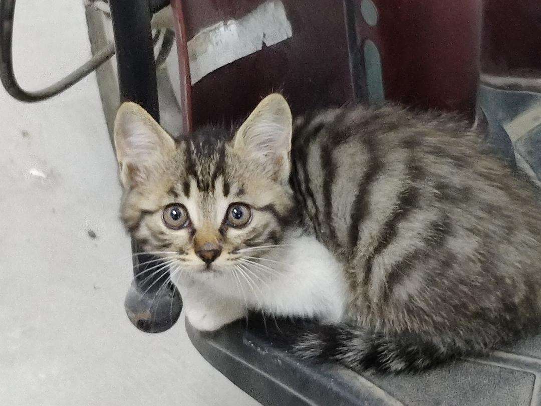 狸花猫难养被抛弃成为流浪猫,狸花猫为什么不建议养的3个理由